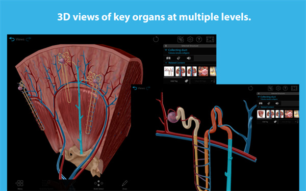 3D Human Anatomy Atlas mac版下载